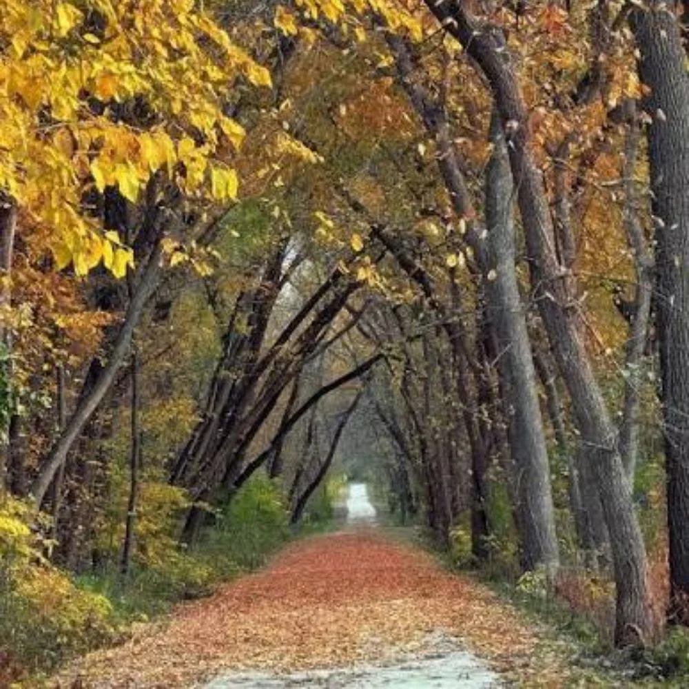 Leaf-covered Raccoon River Valley Trail beneath a canopy of colorful autumn trees